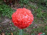 Poppy oriental_2 